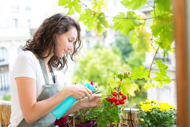 View of a Young woman watering tomatoes on her city balcony garden - Nature and ecology theme
